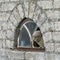 Curios little owl Athene noctua  sitting in window with broken glass of an old ruined house. Concept of urban animal wildlife. W