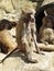 Curios Nice Detail Picture of Macaques Monkeys Apes on Stone Rock