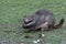 Curios Plains or common vizcacha- lagostomus maximus - feeding on green grass at El Palmar National Park, Argentina