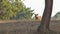Curios warthog