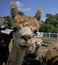 Curiosity draws a blonde alpaca closer to the camera