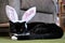 Curiosity and a small joke of children - a black tomcat with ears of an Easter Bunny