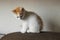 Curiosity white little kitten with red head sitting on top of a sofa cushion at home and looking ahead.