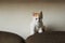 Curiosity white little kitten with red head sitting on top of a sofa cushion at home and looking at camera.