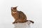 Curious Abyssinian cat sitting on the ground. Toy Ball. Ready to attack. Isolated on white background