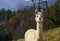 Curious Adult Alpaca in a pasture