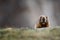 Curious Adult Brown Alpine Marmot Close Up. Marmota Marmota Woodchuck In Central Asian Mountains.Barskoon Gorge, Kyrgyzstan