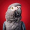 A curious African Grey Parrot perched on a shoulder, mimicking human speech with a mischievous expression by AI generated
