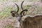 Curious African kudu looking at the camera