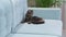 curious alert cat raised his head to follow the situation. lazy kitten watching the owners. gray tabby cat lies on a