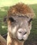 A curious Alpaca in close up