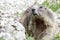 Curious alpine brown marmot near the burrow