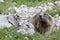 Curious alpine brown marmot near the burrow