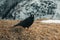 Curious alpine chough staying on weathered grass in front of snow covered mountain