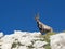 Curious alpine ibex