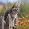 Curious American Bobtail on a Wooden Fence