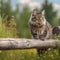 Curious American Bobtail on a Wooden Fence