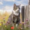 Curious American Bobtail on a Wooden Fence