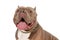 Curious american bully puppy sticking out tongue and looking up