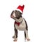 Curious american bully wearing red bowtie and santa hat standing