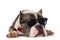 Curious american bully wearing sunglasses relaxes and looks to side