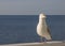 Curious American Herring Gull on Railing at Lake Superior