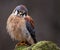 Curious American Kestrel