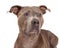 Curious American Staffordshire Terrier Dog