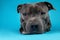Curious American Staffordshire Terrier in studio on blue background