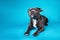 Curious American Staffordshire Terrier in studio on blue background