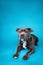 Curious American Staffordshire Terrier in studio on blue background