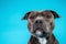 Curious American Staffordshire Terrier in studio on blue background