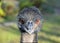 Curious angry bird Emu