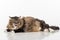 Curious and Angry Dark Cat Lying on the white table. Portrait. Open Mouth. White background.