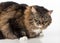 Curious and Angry Dark Cat Lying on the white table. Portrait. White background.