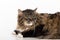 Curious and Angry Dark Cat Lying on the white table. Portrait. White background. Looking Right.