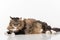 Curious and Angry Dark Cat Lying on the white table. Portrait. White background. Tongue Out.