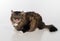 Curious and Angry Dark Cat Sitting on the white table. Portrait. Tongue Out. White background.