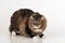 Curious and Angry Dark Cat Standing on the white table. White background.