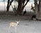 Curious Arabian Gazelle, with Peacocks and Fallow Deer