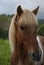 Curious Arabian Horse Eyes Photographer