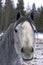 Curious Arabian Horse mare in fury winter coat looking towards camera, closeup