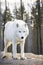 Curious arctic wolf