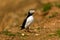 Curious Atlantic Puffin Fratercula arctica standing near its cliff-top burrow on Skomer