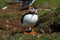 Curious Atlantic Puffin on Lunga Island in Scotland