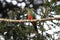 Curious Australian King-parrot (Alisterus scapularis)i, Queensland Australia