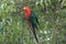 Curious Australian King-parrot (Alisterus scapularis)i, Queensland Australia