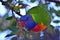 Curious Australian Rainbow Lorikeet