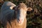 Curious Australian Sheep