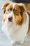 Curious australian shepherd sitting on the floor